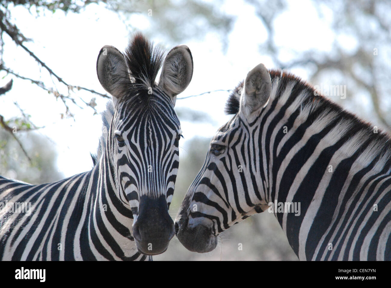 Zwei Zebras Stockfoto