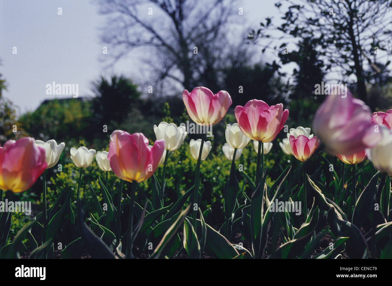 Drei Arten von Tulpe; New Dawn Shirley und weiße Träume weiß rosa und gemischte orange und rosa Blüten, die ebenerdig genommen Stockfoto
