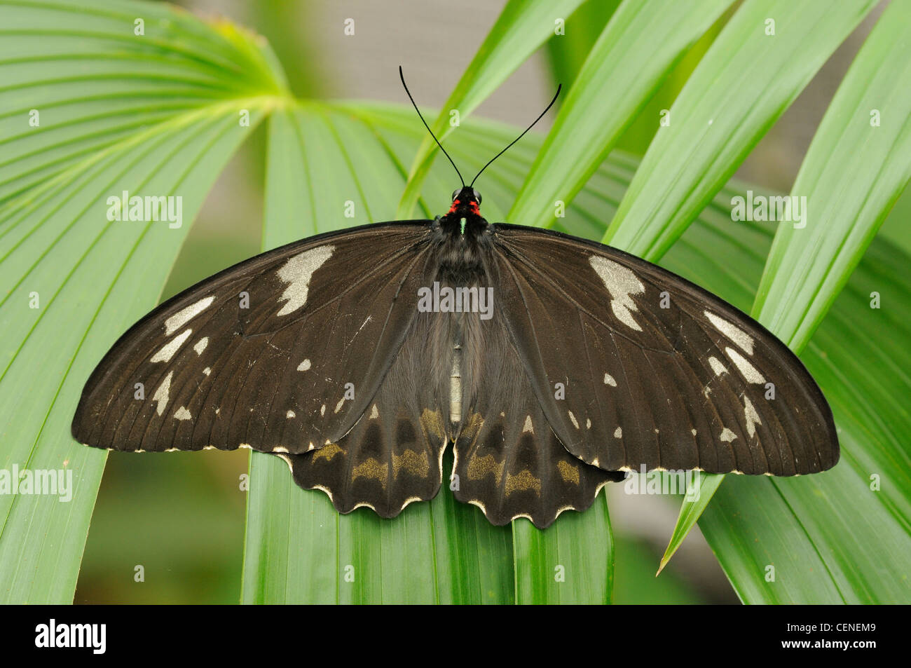 Cairns Birdwing Ornithoptera Euphorion weibliche fotografiert in feuchten Tropen Regenwald, Nord-Queensland, Australien Stockfoto