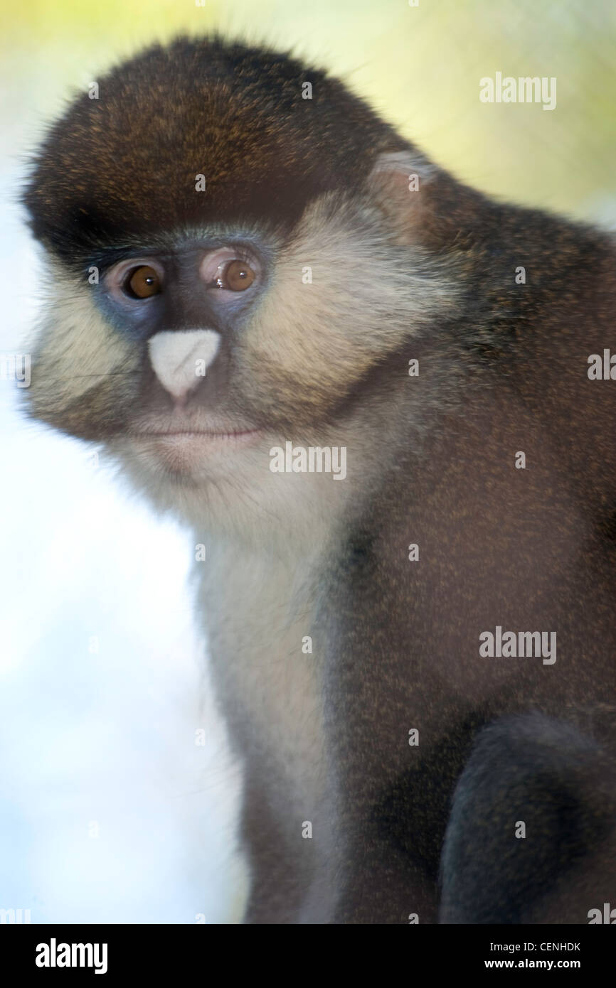 Sclater Guenon Affe Stockfoto