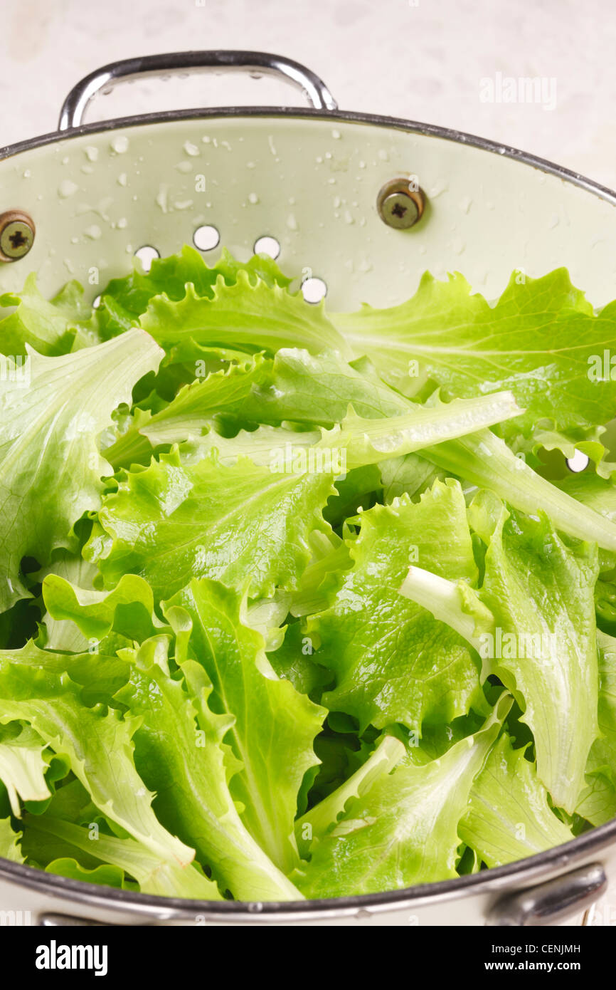 Salat in Sieb Stockfoto