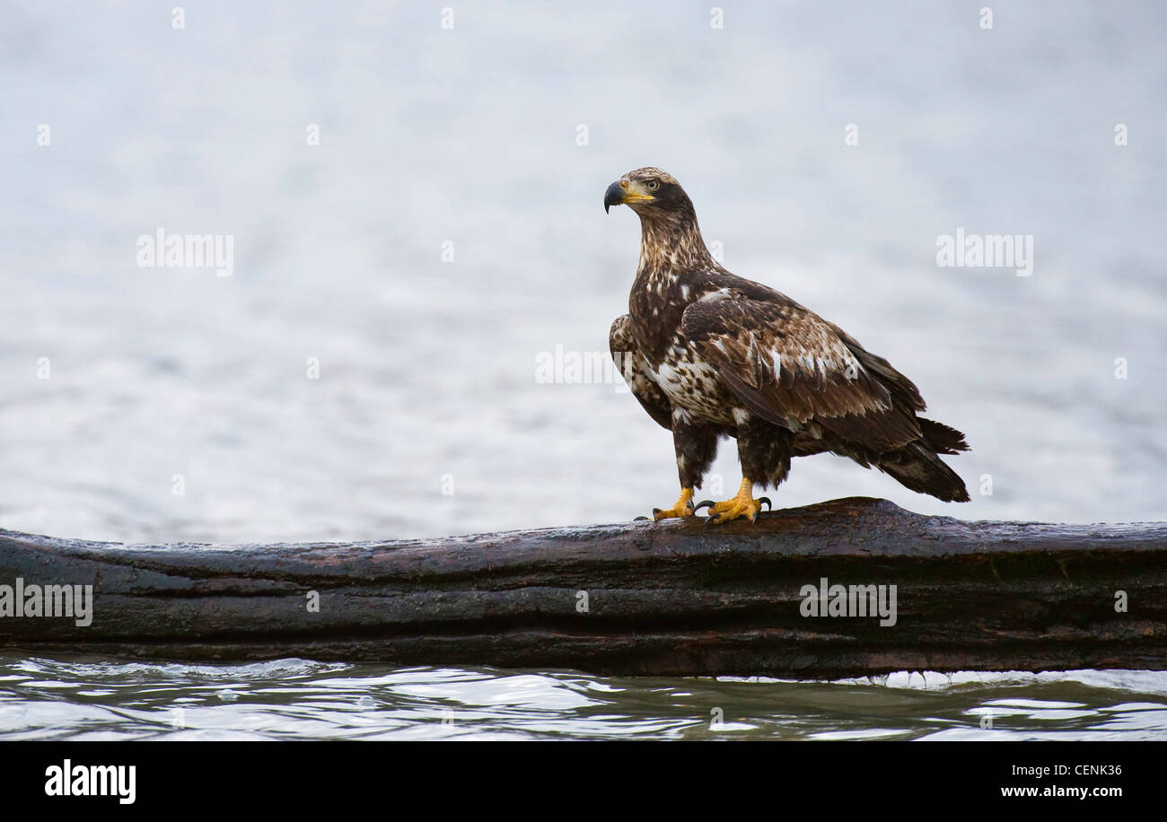 Unreife Weißkopf-Seeadler (Haliaeetus Leucocephalus) Pearched auf einem Baumstamm entlang des Columbia River, Oregon, USA Stockfoto