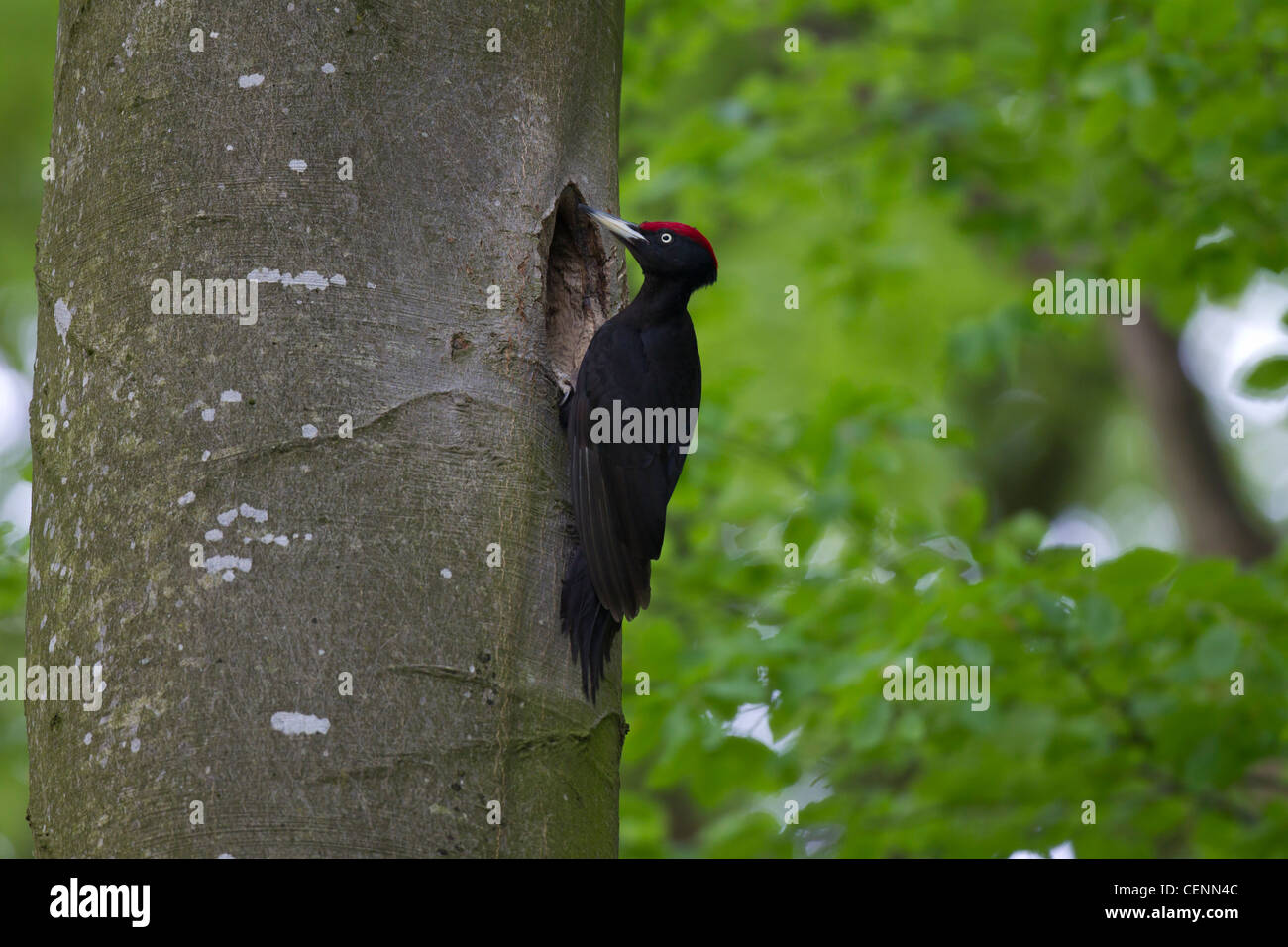 Schwarzspecht, Dryocopus martius, Schwarzspecht Stockfoto
