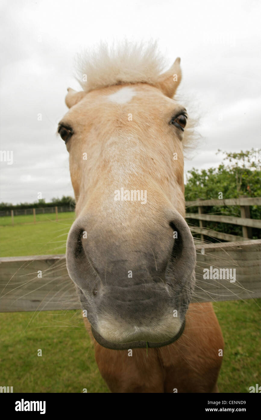 Ein hellbraunes Pferd lehnt sich über einem Feld Zaun mit seinen Mund und Nasenlöcher in der Nähe der Kamera. Stockfoto