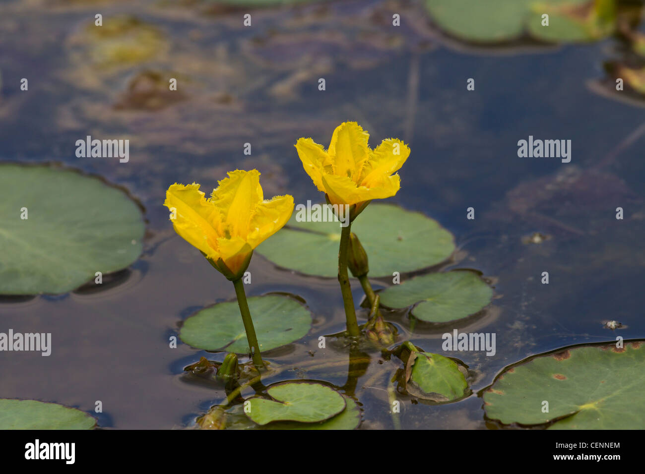 Europaeische Seekanne, Nymphoides peltata, gesäumte Seerose Stockfoto