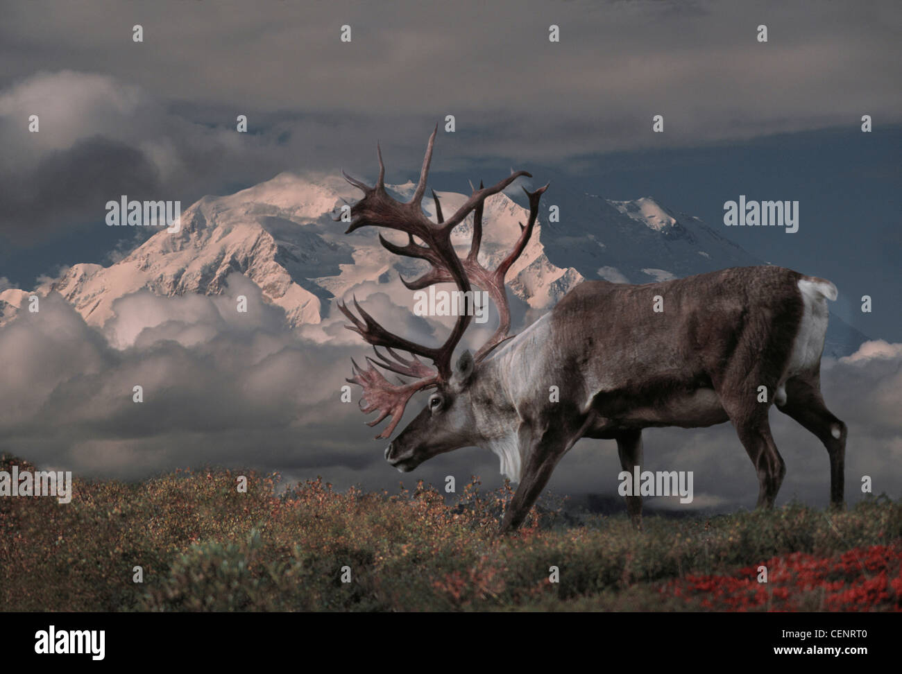 Bull Caribou (Rangifer Tarandus) und Mt. McKinlely, Natl Denali Park, Alaska. Stockfoto