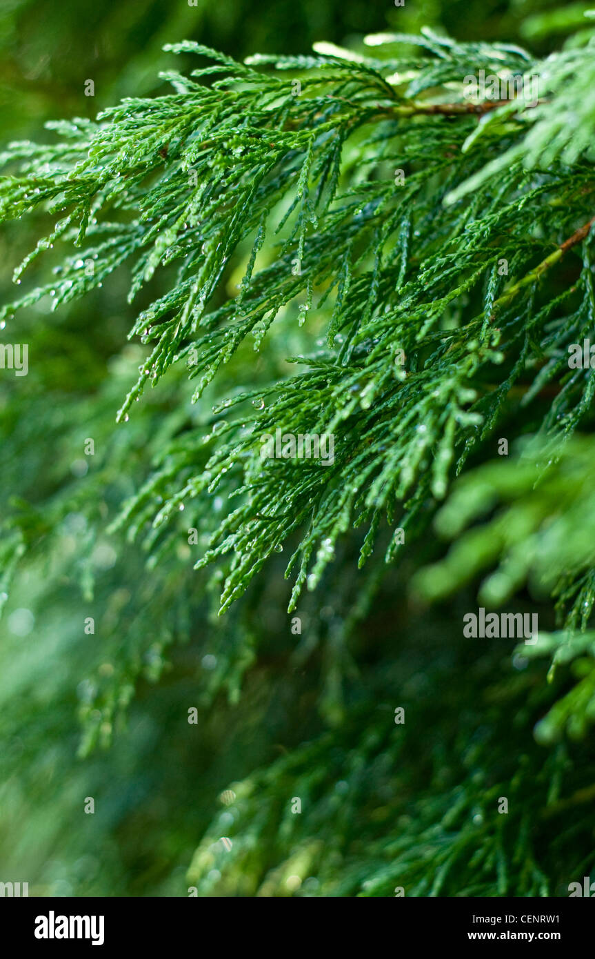 Eine Leyland Zypresse (Cupressus × leylandii), die oft als nur Leylandii, in einem Englischen Garten Hecke wächst. Stockfoto