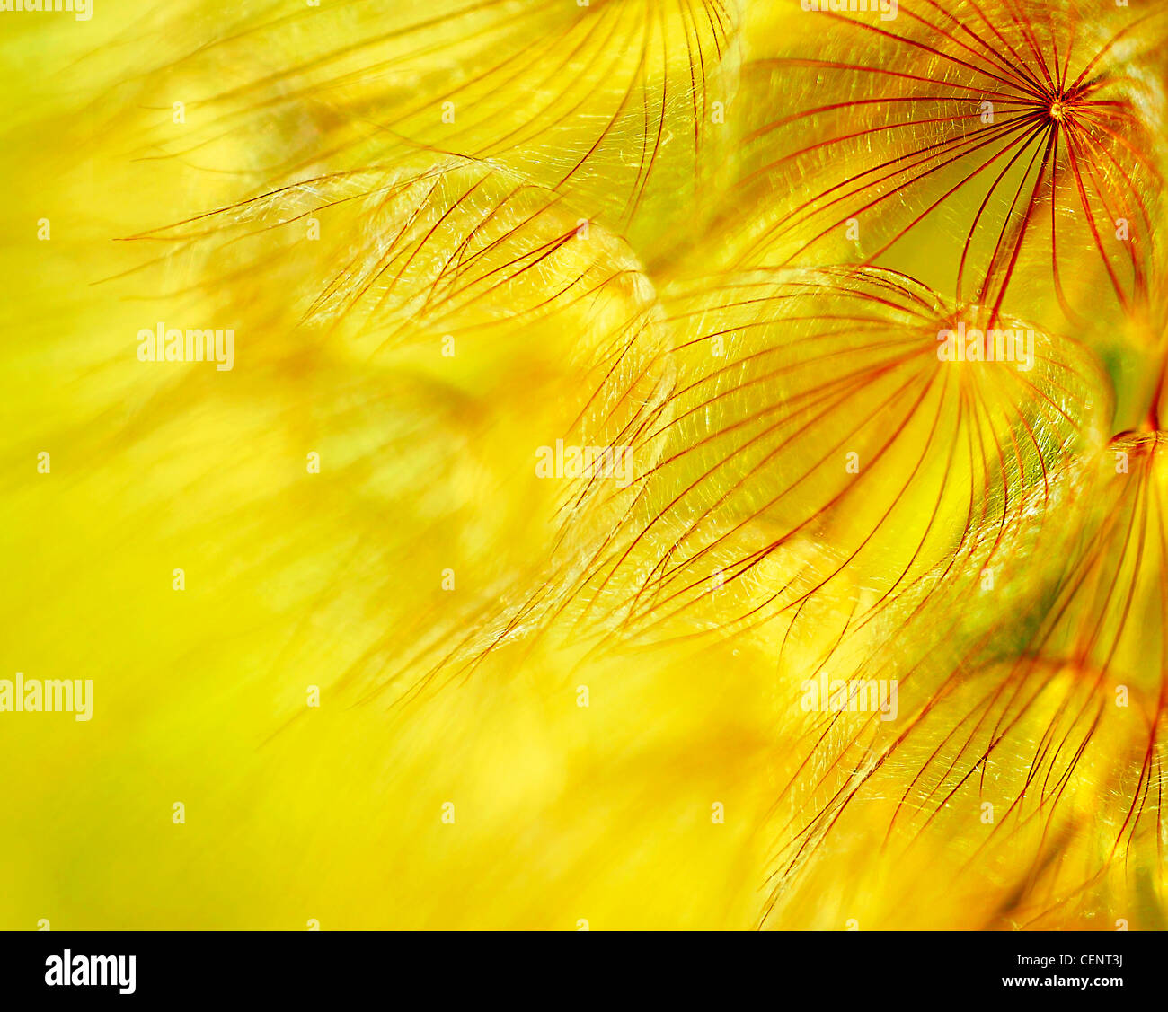 Abstrakte Blume Löwenzahn Hintergrund, extreme Nahaufnahme mit soft Focus, wunderschöne Natur details Stockfoto