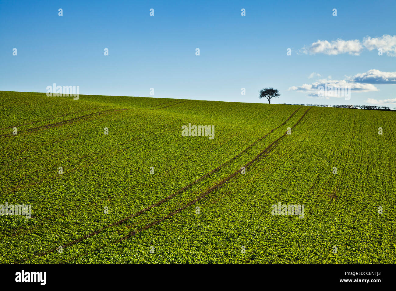 Einsamer Baum in grünen Wiese in der Nähe von Mansfield Nottinghamshire England UK GB EU Europa Stockfoto