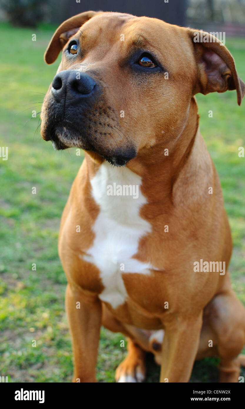 Detailbild des Leiters der braun Bull Terrier. Stockfoto