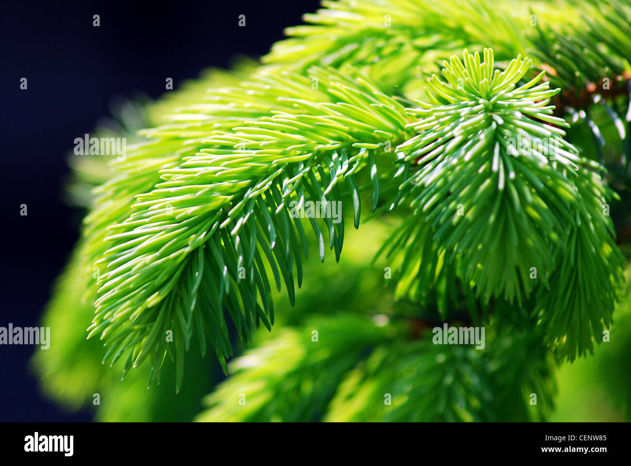 Detail Closeup Shooting der grünen Zweig der gemeinsamen Fichte. Stockfoto