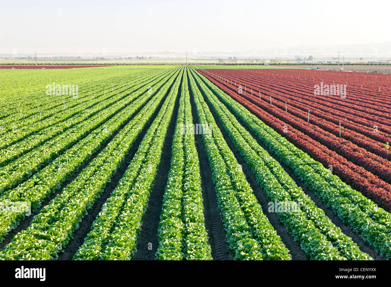 Reihen von Romaine & roten Blattsalat. Stockfoto
