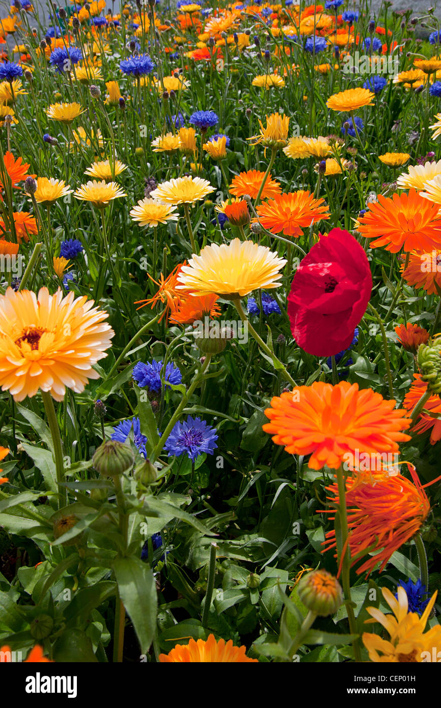 traditionelle englische Blumen angepflanzt in Gärten der Souter Lighthouse, South Shields, Sunderland, England Stockfoto