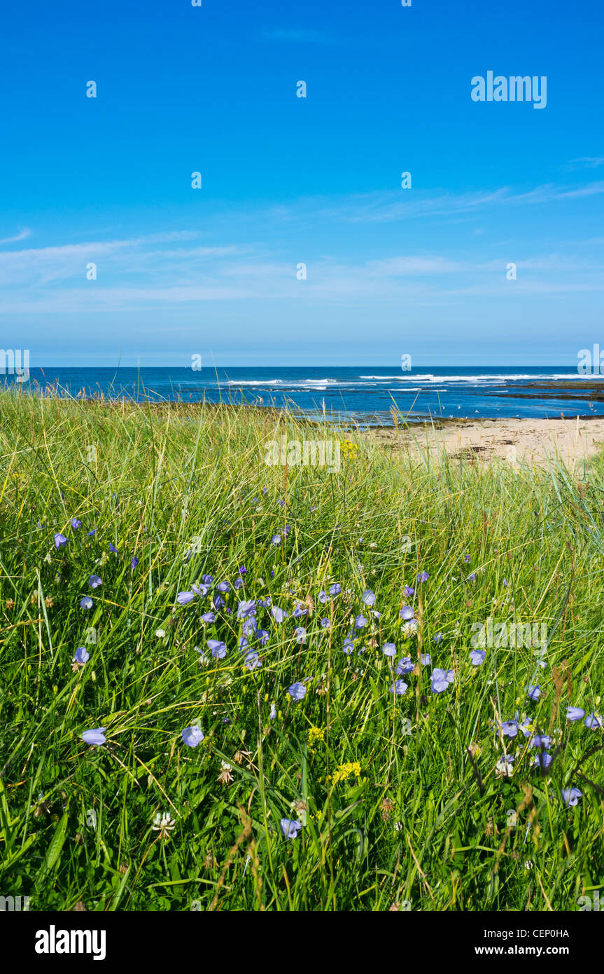 Wildblumen In dem langen Rasen an einem Strand entlang der Küste; Northumberland, England Stockfoto