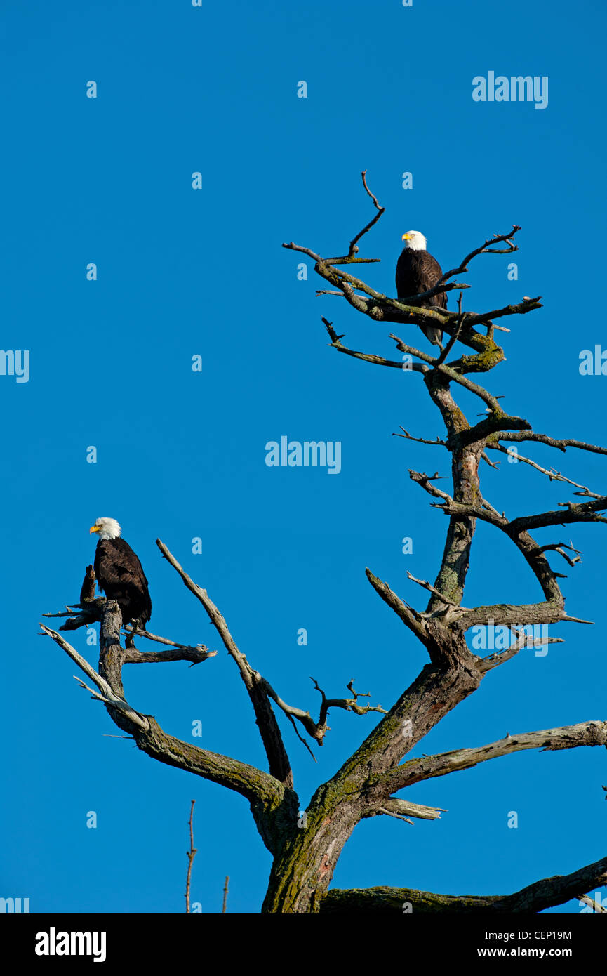 Amerikanischen Weißkopf-Seeadler (Haliaeetus Leucocephalus) auf Lieblingsbaum Suche Barsch SCO 8027 Stockfoto