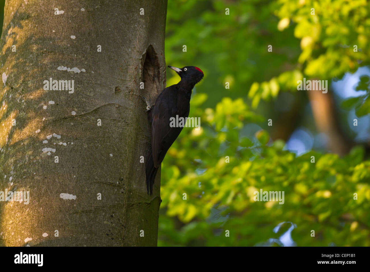 Schwarzspecht, Dryocopus martius, Schwarzspecht Stockfoto
