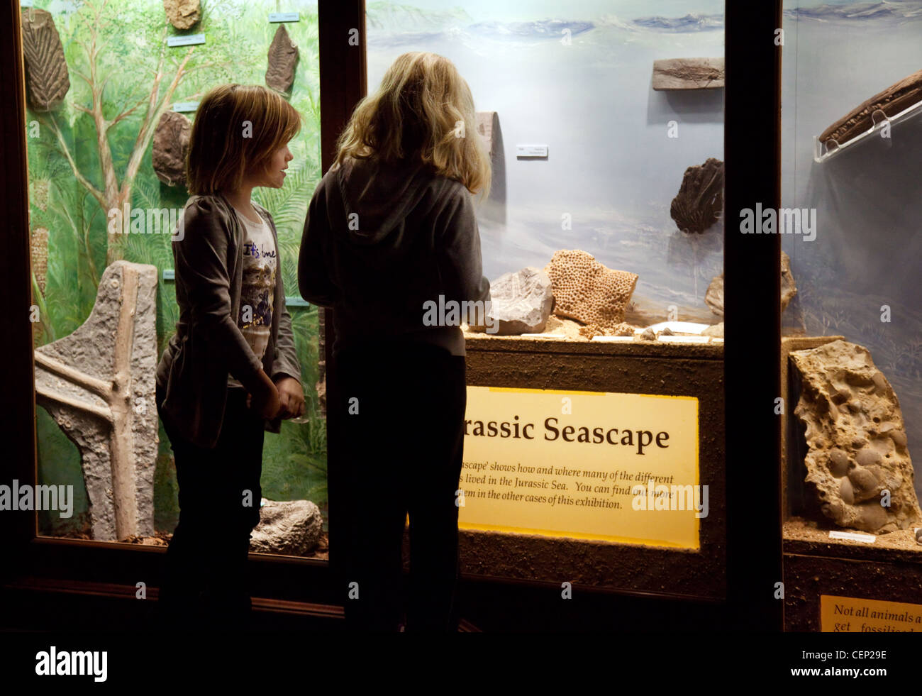 Kinder betrachten Fossilien, lernen über Wissenschaft, Sedgwick Earth Sciences Museum, Cambridge UK Stockfoto