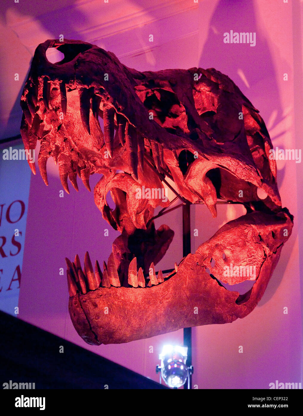 T-Rex Dinosaurier Schädel in rotes Licht, Sedgwick Earth Sciences Museum, Cambridge UK Stockfoto