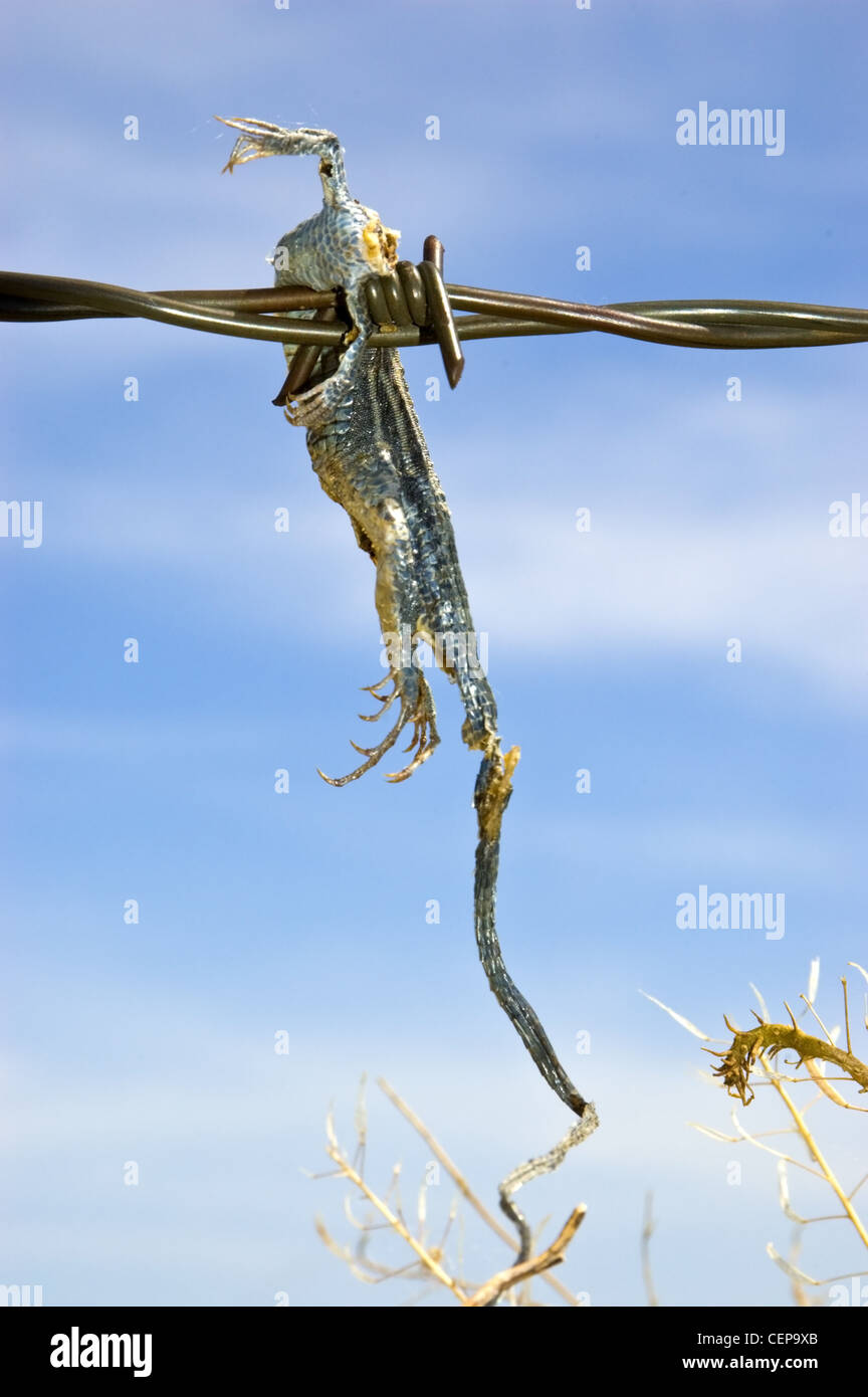 Ebenen gestreiften Whiptail aufgespießt auf einen Stacheldrahtzaun durch eine unechte Shrike, Bernalillio County, New Mexico, USA. Stockfoto