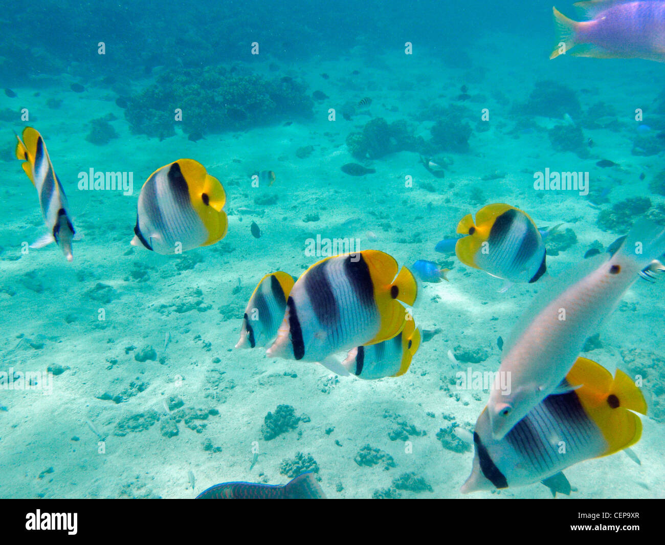 Pazifische Doppel-Sattel Butterflyfish und Threespot Wrasse, Malolo Lailai Island Mamanuca Inseln, Fidschi, South Pacific Stockfoto