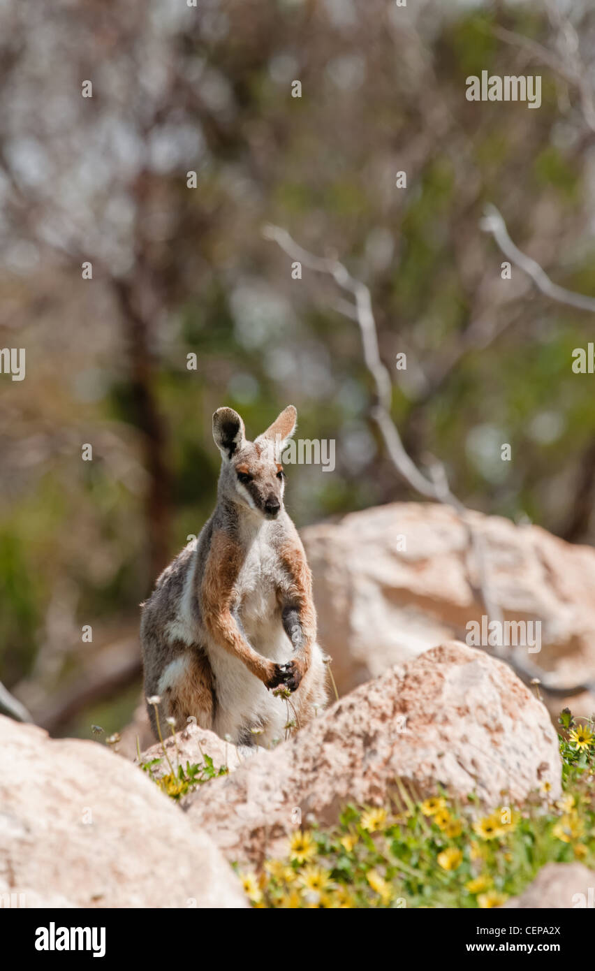 vom Aussterben bedrohte gelb footed Rock Wallaby in freier Wildbahn Stockfoto