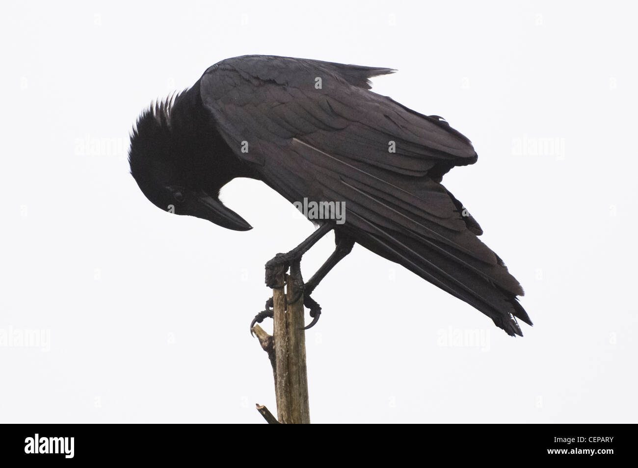 Fisch Crow in Nebel, Paynes Prairie Zustand zu bewahren, Gainesville, Florida aufrufen Stockfoto