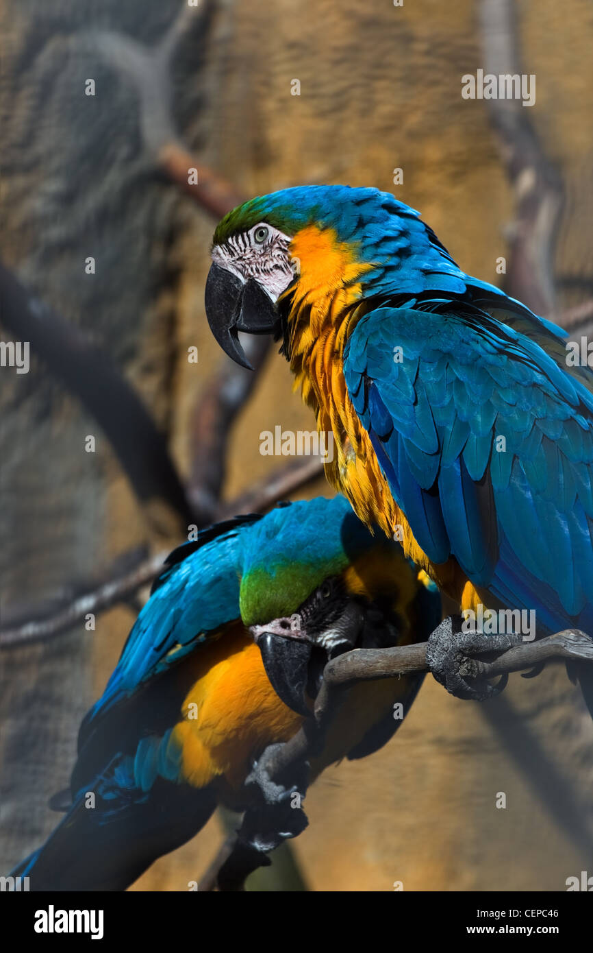Gelbe und blaue Papageien auf AST - vertikales Bild Stockfoto
