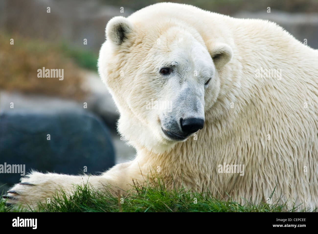 Eisbär, Eisbär oder Ursus Maritimus Festlegung und im Rückblick Stockfoto