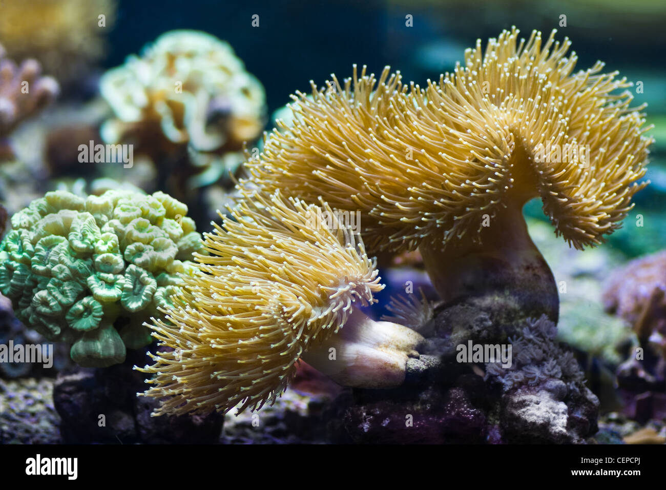 Seeanemonen sind räuberische Meerestiere, sie sehen aus wie eine Blume Stockfoto