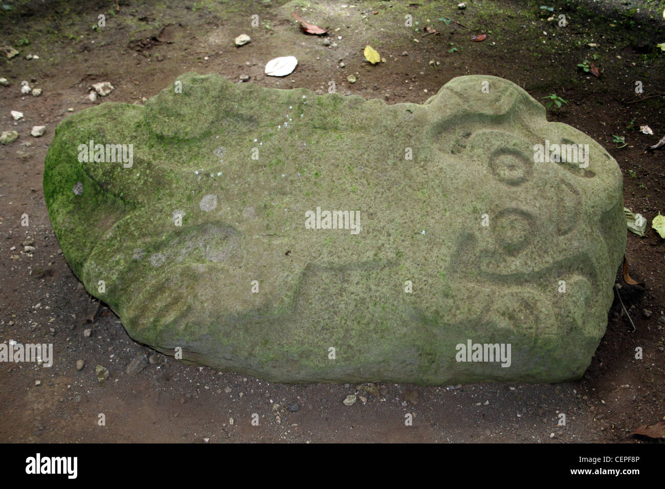 Geschnitzte Jaguar Stein an Guayabo archäologischen Site, Costa Rica Stockfoto