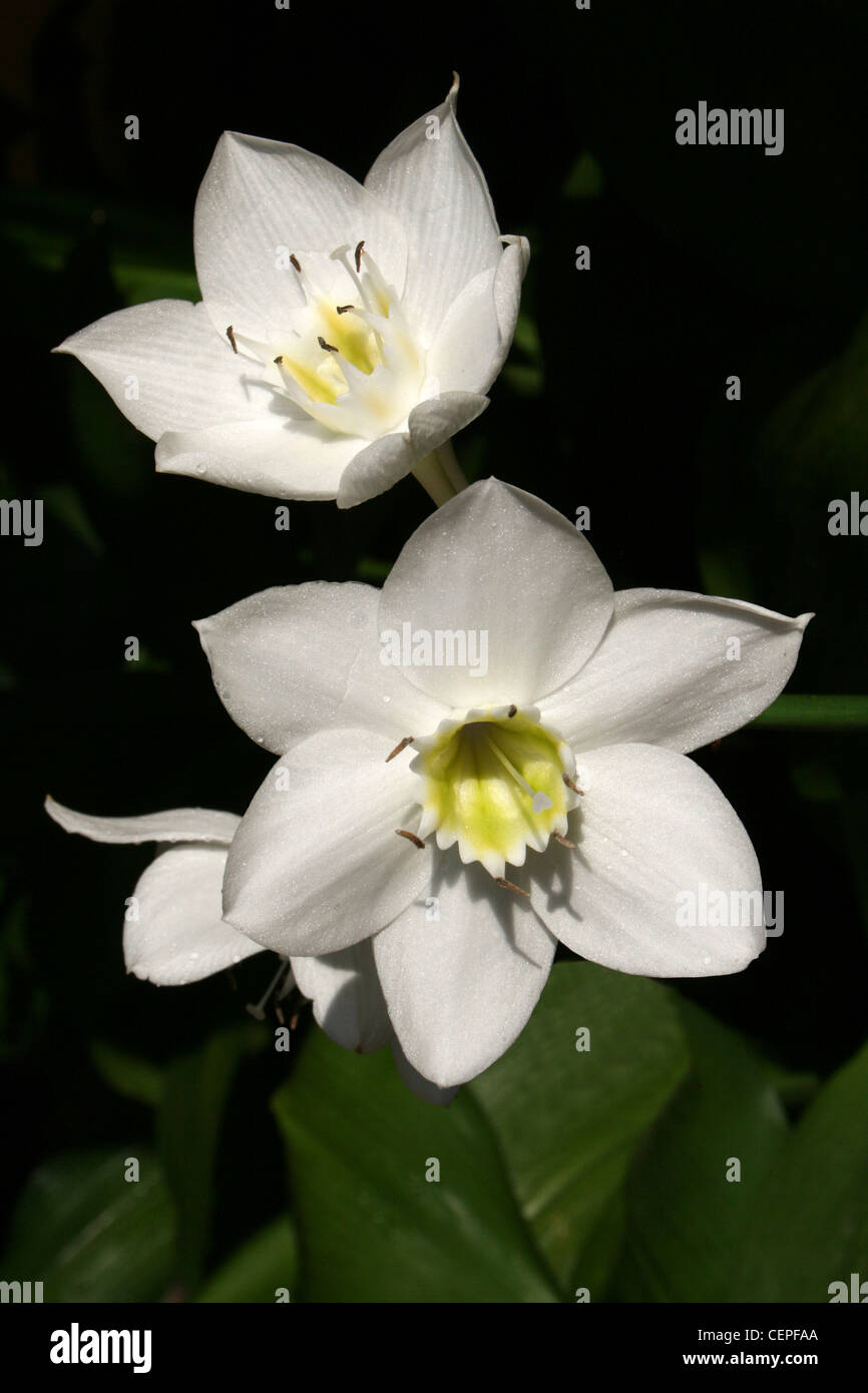 Weiß Narcissus tazetta Costa Rica Garden Flower Stockfoto