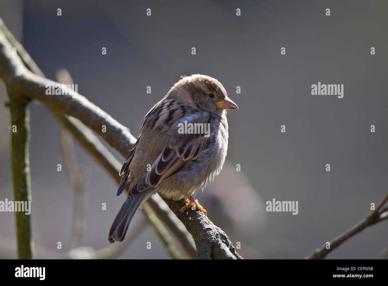 Haussperling Passer Domesticus Ast haussperling Stockfoto