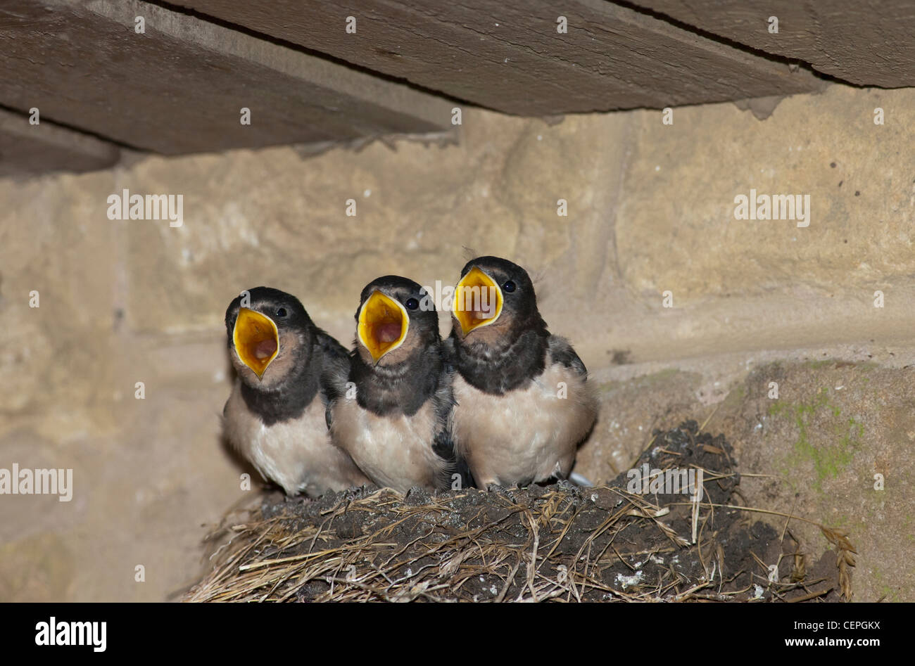 drei Jungvögel im Nest mit Mund öffnen; Northumberland, england Stockfoto