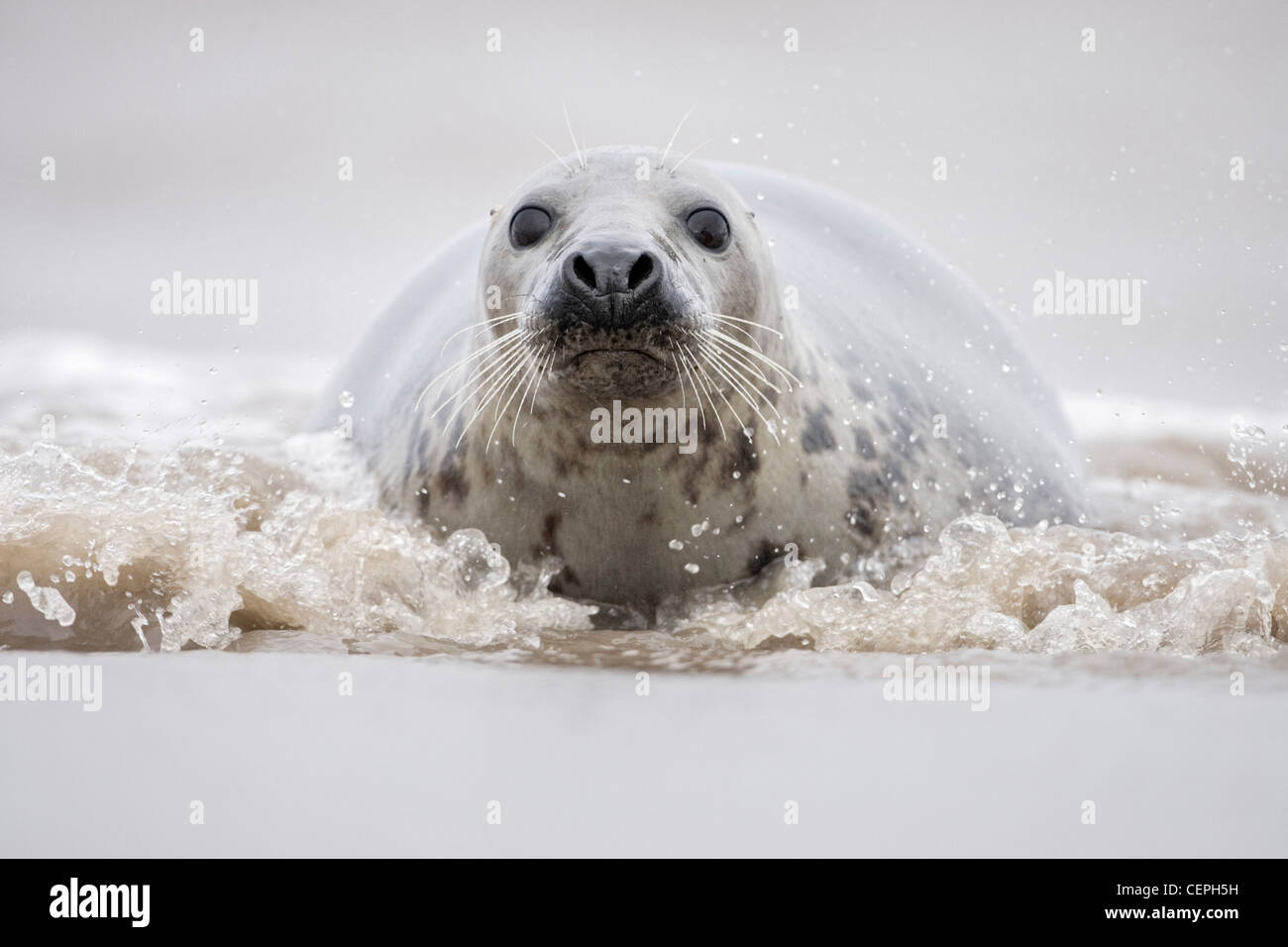 Grey Seal (Halichoerus Grypus) spielen in den Wellen, Donna Nook, Lincolnshire, UK Stockfoto