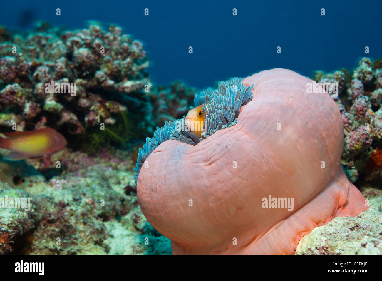 Malediven Anemonenfischen in herrlichen Seeanemone, Amphiprion Nigripes, Heteractis Magnifica, Baa-Atoll, Indischer Ozean, Malediven Stockfoto