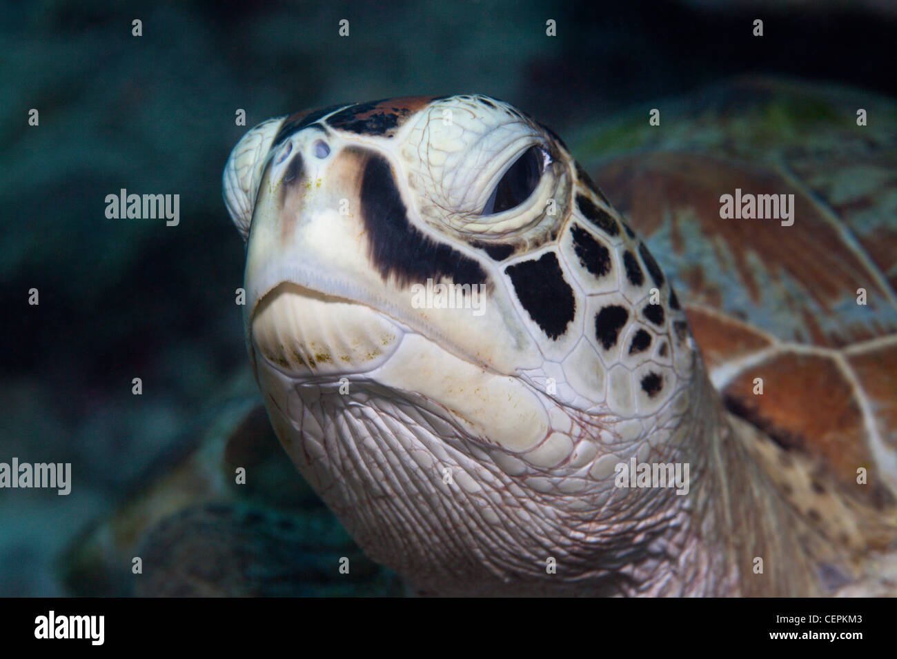 Leiter des Green Sea Turtle, Chelonia Mydas, Baa-Atoll, Indischer Ozean, Malediven Stockfoto