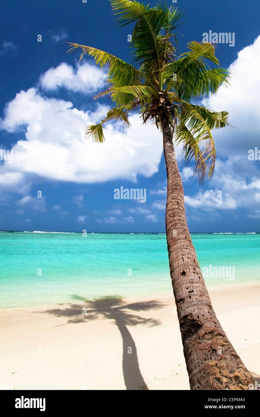 Palm-Baumstamm und Sommer anzeigen Stockfoto