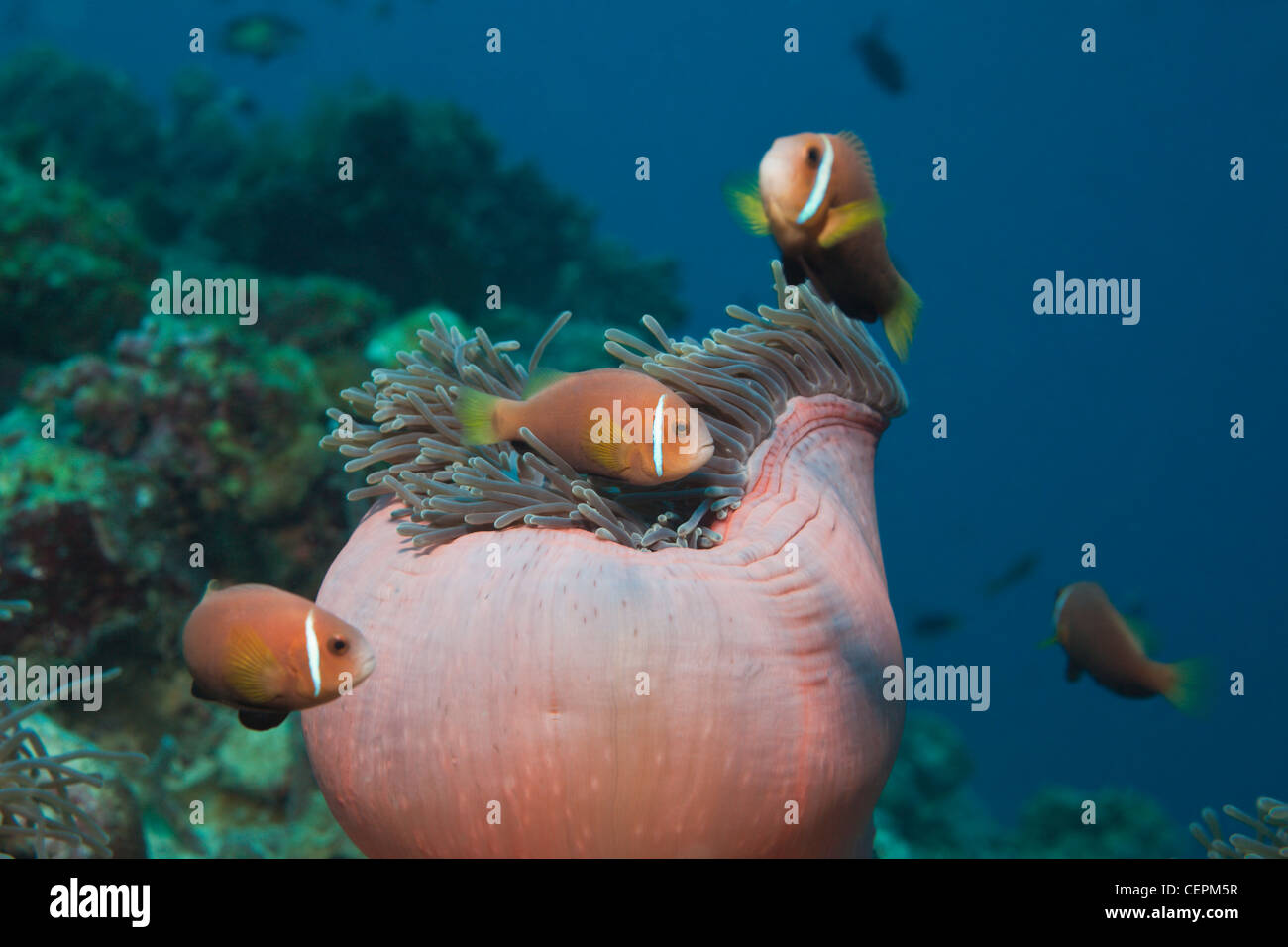 Malediven Anemonenfischen in herrlichen Seeanemone, Amphiprion Nigripes, Heteractis Magnifica, Baa-Atoll, Indischer Ozean, Malediven Stockfoto