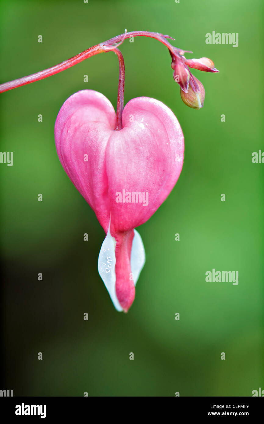 Nahaufnahme eines einzigen rosa Tränendes Herz Blume vor lebendigen Grün aus Fokus Laub genommen in Bristol UK Stockfoto