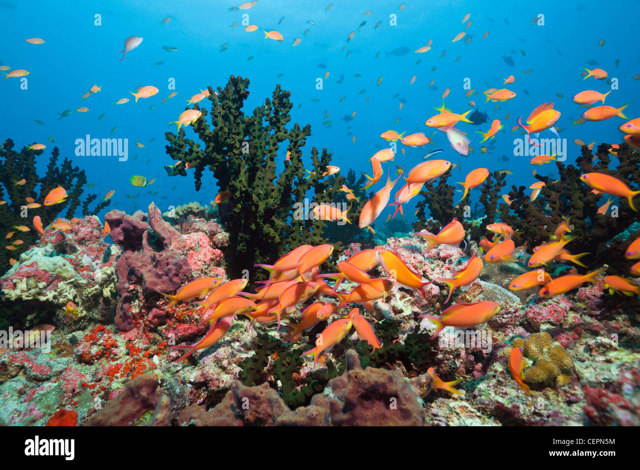 Flamme Anthias im Korallenriff, Pseudanthias Ignitus, Baa Atoll, Indischer Ozean, Malediven Stockfoto