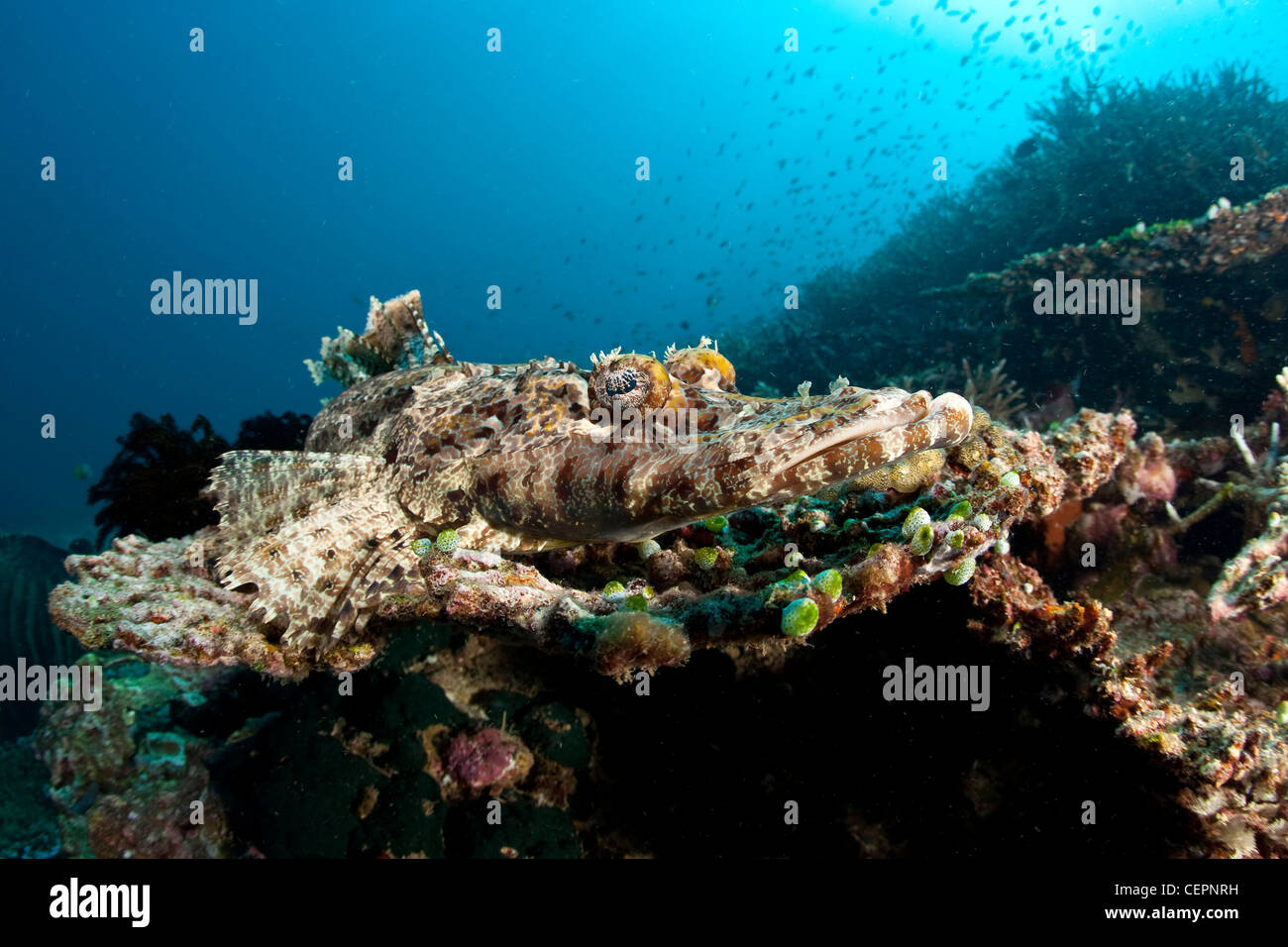 Krokodil Fisch ruht auf Korallen, Cymbacephalus Beauforti, Halmahera, Molukken, Indonesien Stockfoto