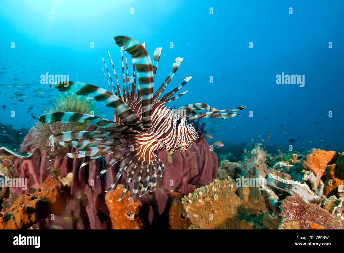 Feuerfische über Coral Reef, Pterois Volitans, Halmahera, Molukken, Indonesien Stockfoto
