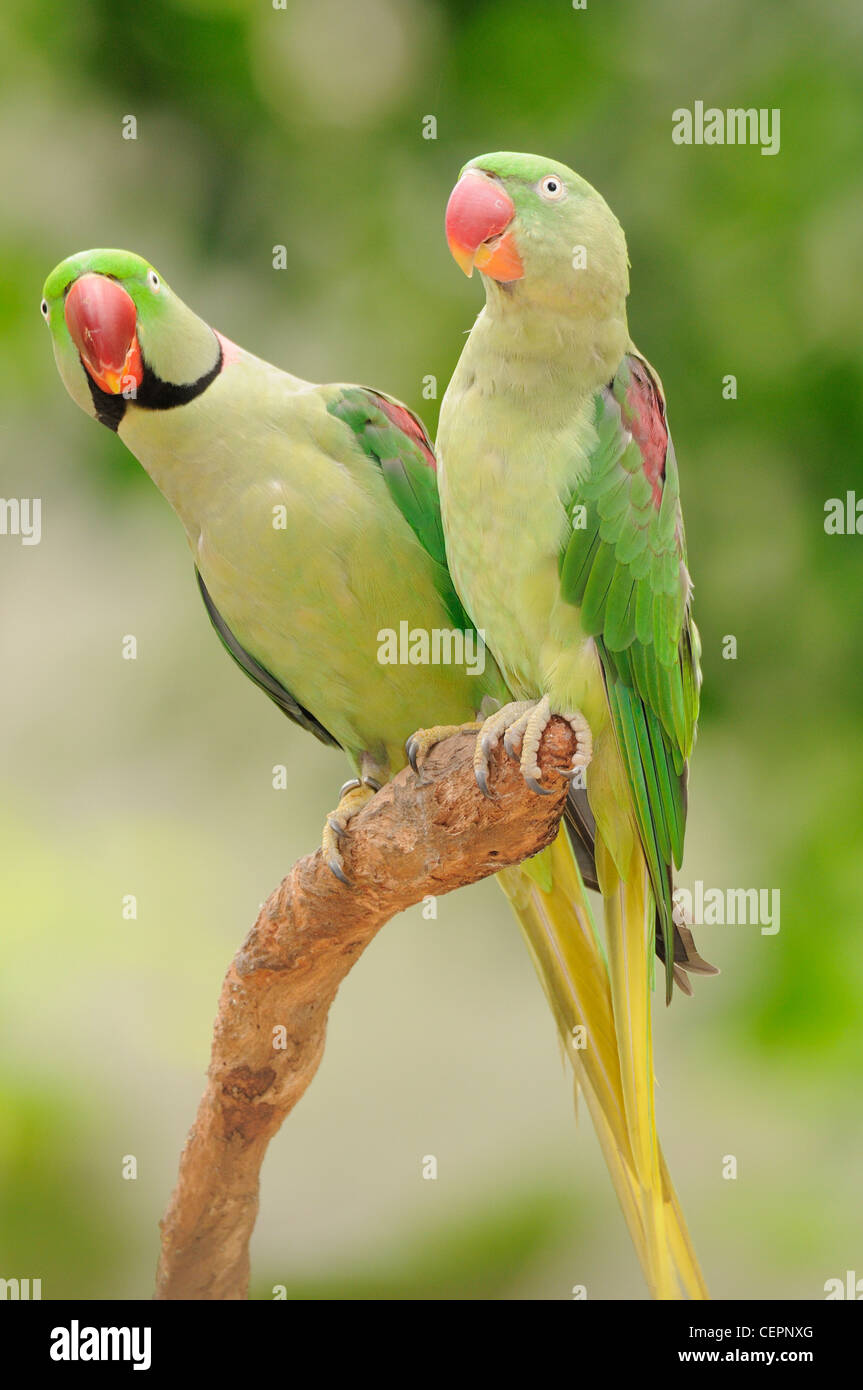 Indische Ringneck Papagei geflohen waren Manillensis männliche und weibliche Gefangene Stockfoto