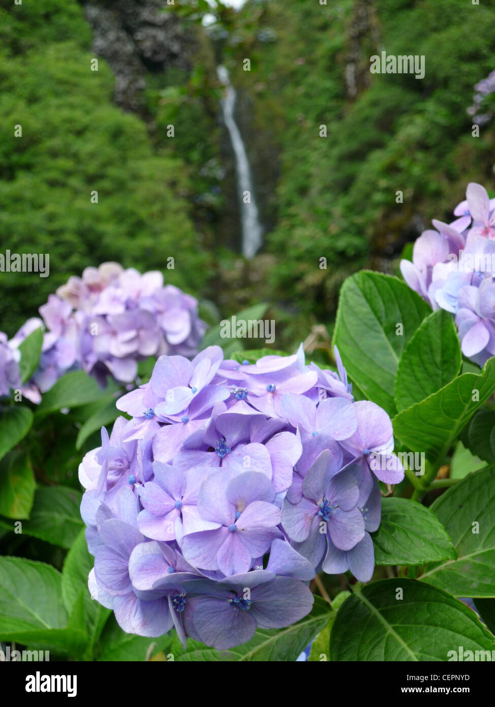 Eine Hortensie und einem Wasserfall (Insel Flores - Azoren - Portugal) Stockfoto