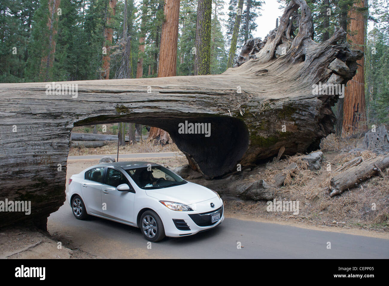 Auto durch einen Tunnel Schneiden eines gefallenen riesigen Redwood (Mammutbaum) im Sequoia Nationalpark, Kalifornien, USA Stockfoto