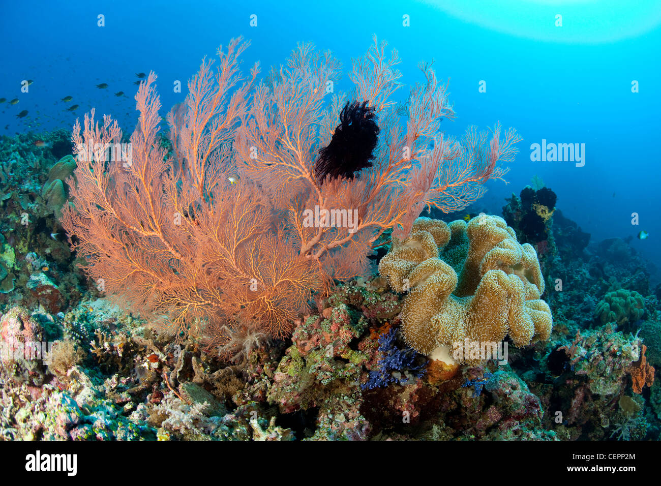 Gorgonien im Korallenriff, Melithaea SP., Halmahera, Molukken, Indonesien Stockfoto