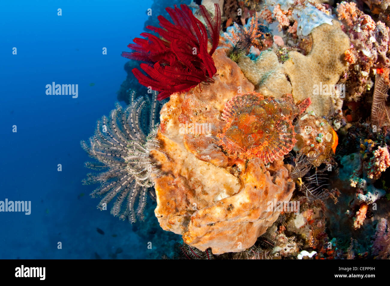 Drachenköpfe getarnt im Korallenriff, Scorpaenopsis Venosa, Halmahera, Molukken, Indonesien Stockfoto