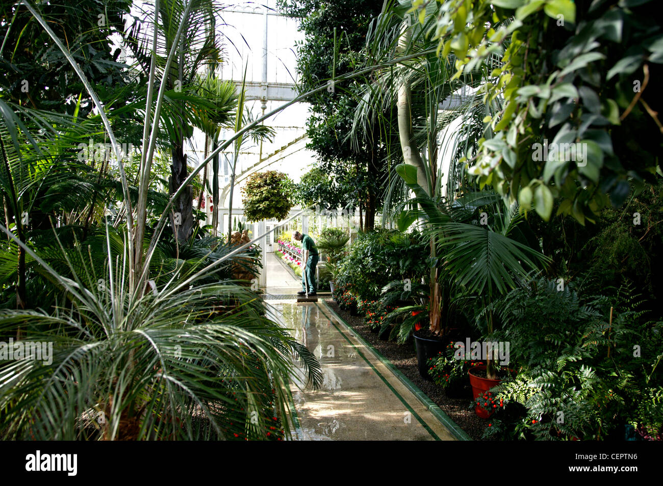 Innenaufnahme von tropischen Pflanzen in den botanischen Gärten in Belfast. Stockfoto