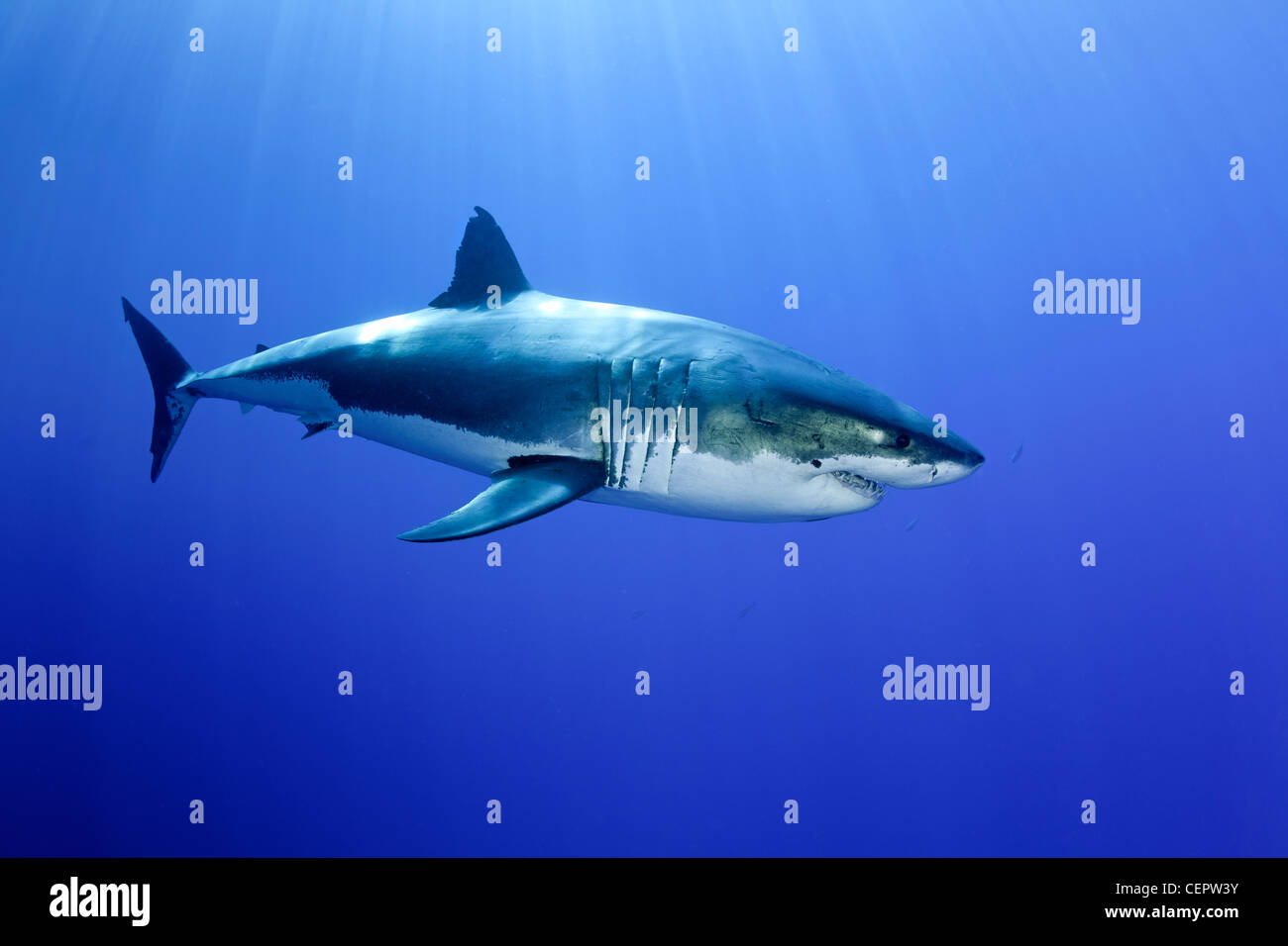 Der weiße Hai, Carcharodon Carcharias, Guadalupe, Baja California, Pazifik, Mexiko Stockfoto Der weiße Hai, Carcharodon Carcharias, Guadalupe, Baja California, Pazifik, Mexiko Stockfoto