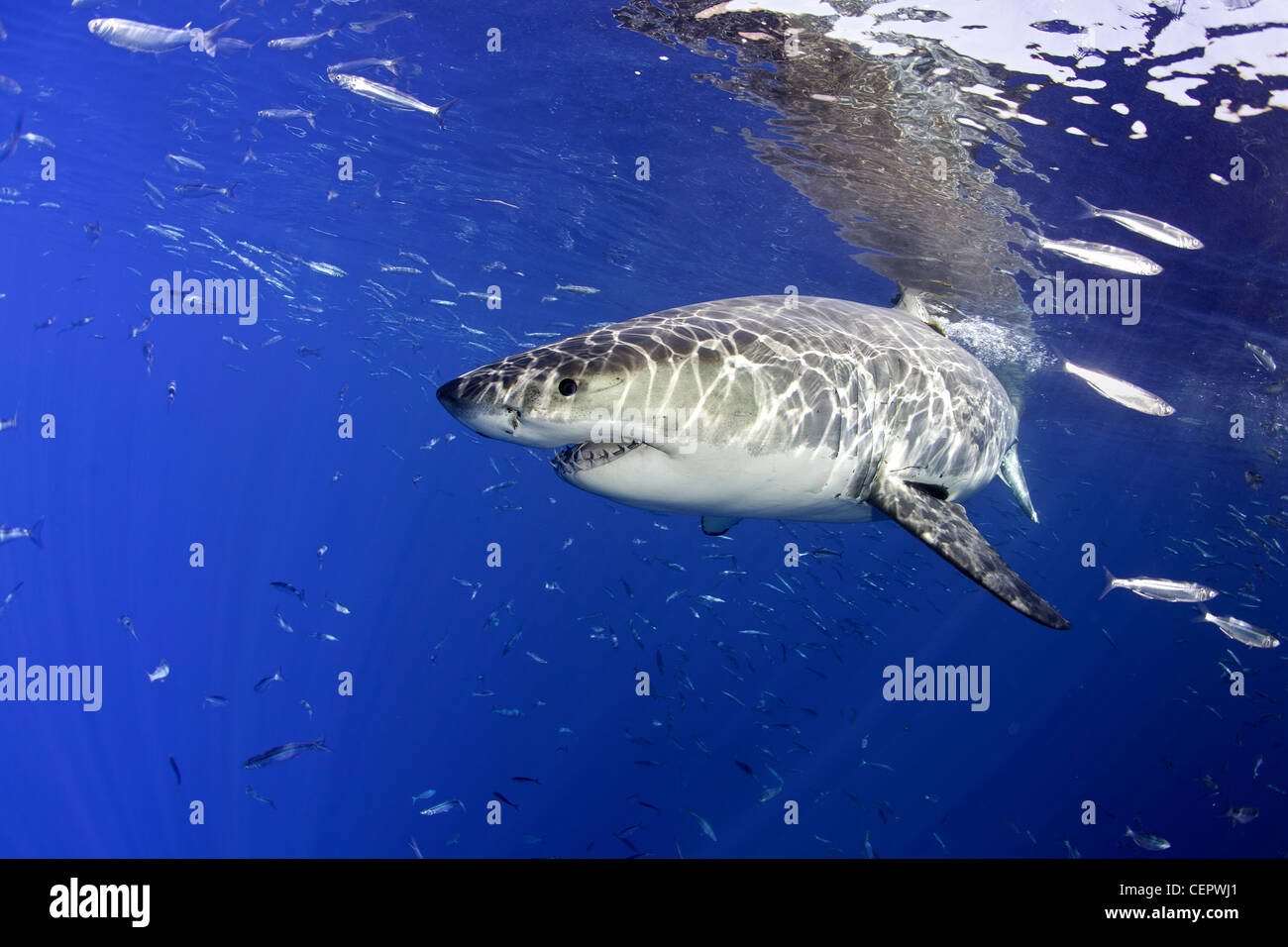 Der weiße Hai, Carcharodon Carcharias, Guadalupe, Baja California, Pazifik, Mexiko Stockfoto Der weiße Hai, Carcharodon Carcharias, Guadalupe, Baja California, Pazifik, Mexiko Stockfoto